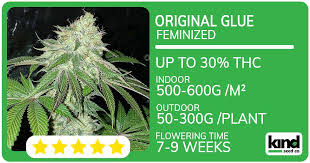 Your Ultimate Guide to Marijuana Seeds Ontario